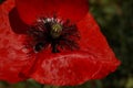 Red Poppy in the meadow. Papaver rhoeas Close Up Royalty Free Stock Photo
