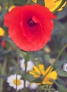 Red poppy in a meadow in summer with wild flowers Royalty Free Stock Photo