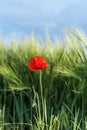 Red poppy in a medow Royalty Free Stock Photo