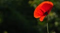 Red poppy in the moonlight.Stylization of poppies. Royalty Free Stock Photo