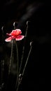 Red poppy in the moonlight.Stylization of poppies.Poppy peace.Blossoming poppies. Royalty Free Stock Photo