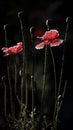 Red poppy in the moonlight.Stylization of poppies.Poppy peace.Blossoming poppies. Royalty Free Stock Photo