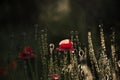 Red poppy in the moonlight.Stylization of poppies.Poppy peace.Blossoming poppies. Royalty Free Stock Photo