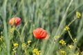 red poppy in a natural wild field with green grass Royalty Free Stock Photo