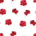 Red poppy, oil painting. Vector seamless pattern Royalty Free Stock Photo