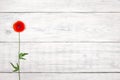 Red poppy on old white wooden table Royalty Free Stock Photo