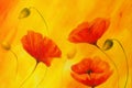 Red poppy on orange background. Red flower on abstract color background. Red poppies Royalty Free Stock Photo