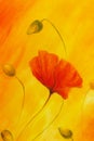 Red poppy on orange background. Red poppies. Red flower on abstract color background Royalty Free Stock Photo