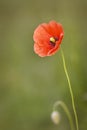 Red poppy papaver flower in field Royalty Free Stock Photo