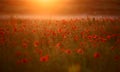 Red poppy Papaver rheas field Royalty Free Stock Photo