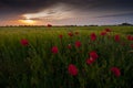 Red poppy Papaver rheas field and dark sunset