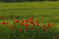 Red poppy Papaver rheas field profiled on green Royalty Free Stock Photo