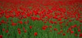 Red poppy Papaver rheas field profiled on green Royalty Free Stock Photo