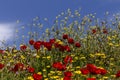 The red poppy Papaver rhoeas with buds close-up