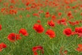 Red poppy Papaver Rhoeas L.. A field full of blooming red poppies. Royalty Free Stock Photo