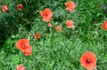 The red poppy is the symbol of remembrance and was famously mentioned in the popular war poem by John McCrae.