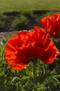 Red poppy Papaveroideae flower