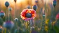 Red Poppy Among Pastel Wildflowers at Sunset