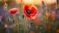 Red Poppy Among Pastel Wildflowers at Sunset