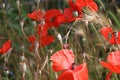 Red poppy - photo. Summer scene in the Nature. Royalty Free Stock Photo