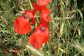 Poppy photography. Green grass in background. Red petals. Royalty Free Stock Photo