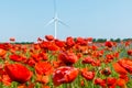 Red poppy plant in sunshine with pinwheel and blue sky