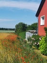 Red poppy plants on the edge of wheat field Royalty Free Stock Photo