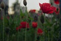 Red poppy, poppies, beautiful flowers, summer atmosphere Royalty Free Stock Photo