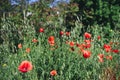 Red poppy poppies in nature green field meadow flower grass Royalty Free Stock Photo