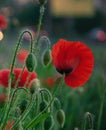 Red poppy, poppies, summer atmosphere, green photography