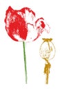 Red poppy and poppyhead isolated