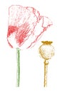 Red poppy and poppyhead isolated