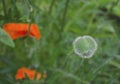 Red poppy in a private garden. Poppy flowers close-up. Jar with poppy seeds after flowering. Perennial plant in the summer Royalty Free Stock Photo