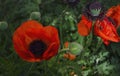 Red poppy in a private garden. Poppy flowers close-up. Jar with poppy seeds after flowering. Perennial plant in the summer Royalty Free Stock Photo