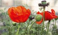 Red poppy in a private garden. Poppy flowers close-up. Jar with poppy seeds after flowering. Perennial plant in the summer Royalty Free Stock Photo
