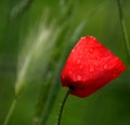 Red poppy with rain drops Royalty Free Stock Photo