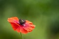 Red poppy with raindrops on a blurred background Royalty Free Stock Photo