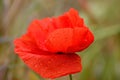 Red poppy with raindrops