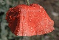 Red poppy and raindrops Royalty Free Stock Photo