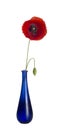 Red poppy, rather windswept, in blue glass vase, isolated on white background. Wild flower. Papaver rhoeas Royalty Free Stock Photo