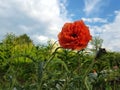 Red poppy