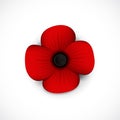 Red poppy remembrance day