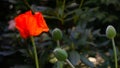 Red poppy, scientific name Papaver rhoeas in full bloom with green large bud capsules and a deliberately blurred background in a