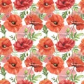 Botanical red poppy seamless pattern. Watercolor wild flowers print for design. Floral meadow illustration on white background. Royalty Free Stock Photo