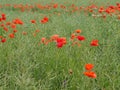 Red poppy seed flowers green field