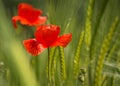 Red poppy with selective focus