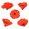 Red poppy. Set of flowers on a white background. Isolated objects on a white background. Cartoon style. Elements for packaging, Royalty Free Stock Photo