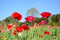 Red poppy shirley flower and blue sky background. Royalty Free Stock Photo