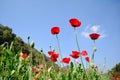 Red poppy shirley flower field and blue sky background. Royalty Free Stock Photo