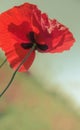 Red poppy Royalty Free Stock Photo